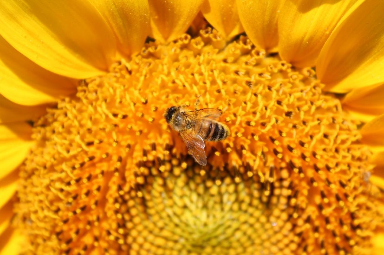 vb3_ABEILLE sur TOURNESOL -.JPG